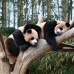 루이바오🐼: 엄마가 낳아준 내 발쿠션💜 이미지