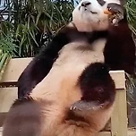 TV 보는 푸바오 모습들 이미지