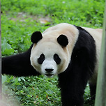 🐼 중국 판다팬이 찍은 푸바오 이미지