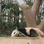 얼굴 가리고 재채기하는 유교판다 루이바오🐼 이미지