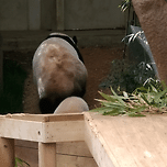 오늘도 후이 따돌리고 야외나간 아이바오ㅋㅋㅋㅋ 이미지