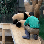 🐼 킹받아서 할부지 등짝스매싱 날리는 ‘그 판다’ 이미지