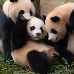 판다월드 최약체🐼 이미지