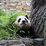 선슈핑에서 푸바오 🐼 이미지