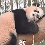 루이이잉 코에 머 껴떠🐼 이미지