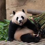 사란띠가 보고싶어 막내딸의 몸으로 찾아온 낑이🐼 이미지