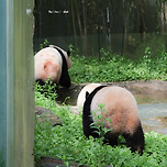 바오기차 칙칙 폭폭 이미지