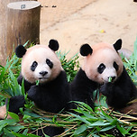 붙어서 밥먹는 루이바오&amp;후이바오 🐼 이미지