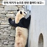 사육사 문 앞에서 탐색하는 푸바오👀 이미지