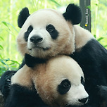 동생 후이바오 꼭 안아주는 루이바오🐼💙 이미지