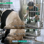 러바오가 받고 있는 탈모치료🐼 이미지