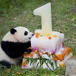 다른 판다 친구들 돌잔치 &amp; 푸바오 돌잔치 이미지