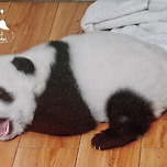 판다월드 원조 귀염둥이 러바오 이미지