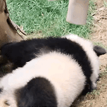 🐼 후이가 말 안듣자 SOS치는 아이바오 이미지