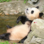 물놀이 하는 푸바오🐼 이미지