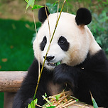 만우절 기념 아이돌 홈마들이 올려준 푸바오🐼 이미지