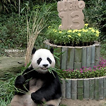 13번째 생일 기념 한층 더 귀여워진 러바오 🐼 이미지