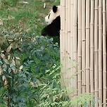 🐼 오늘도 원통한 후이바오 이미지