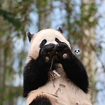 여름맞이 시원하게 이발한 후이바오🐼 이미지