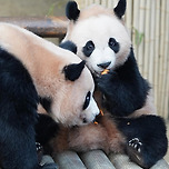 후이바오가 당근을 한입에 넣은이유🐼 이미지