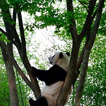 나무위에서 시간보내기 좋아하는 러바오♥︎ 이미지