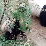 🐼 생각 이상으로 똑똑한 것 같은 루이바오 이미지