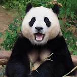 신기하게 국적(?)이 보이는 판다들 이미지