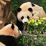 2살 생일파티 루이후이 기사사진🐼 이미지