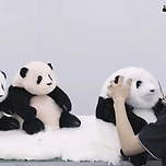 유난히 누런 어떤 판다 인형.....🐼 이미지