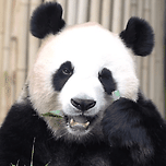 눈 긁긁하는 아기바오🐼❤️ 이미지