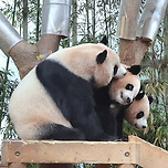 때지 세마리 바오들🐼 이미지
