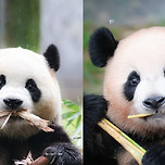 푸바오💛💜루이바오 이미지