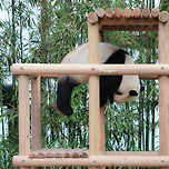 러바오 왜이렇게 자는거 ㅋㅋㅋ 이미지