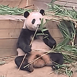 🐼 1초만에 입꼬리 내려가는 푸바오 이미지