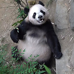 뚠뚠때지 루이바오🐼🐷 이미지