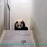 🐼 푸바오 한국어 알아들어? 아이바오는 한국어 어떻게 알아? (삐진 러바오, 격한 러바오) 이미지