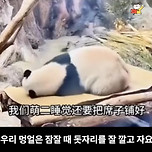 군인출신 사육사한테서 자랐다는 판다🐼ㅋㅋㅋㅋㅋㅋ 이미지