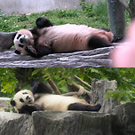 모르는 사람과 할부지를 보았을때 표정 차이 이미지