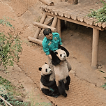 도합 66.8키로 한번에 퇴근시키는 송바오ㅋㅋㅋㅋㅋㅋ 이미지