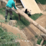 퇴근길 할부지한테 훼이크 쓰는 루이바오🐼 이미지