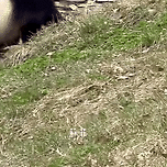 판다 셩이를 만나러 온 말레이시아 팬들 그리고 반응🐼 이미지