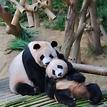 꽁냥꽁냥 노는 아이바오와 후이바오 🐼 이미지