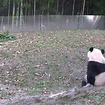 푸바오 치명적 뒷모습을 모아보자 이미지