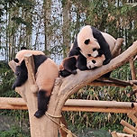 자고 있는 쌍둥이들 예뻐해주는 아이바오🐼 이미지