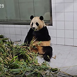 밥 리필 요청하는 똑똑한 아이바오 이미지
