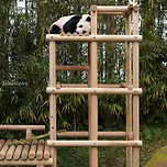 자는 모습이 아기같은 러바오 이미지