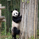 돌멩이들 유혹하는 러바오🐼😘 이미지