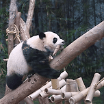 어부바나무에서 자고 있는 웅니에게 죽순 가져다주는(?) 후이바오 🐼 이미지