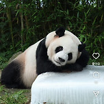 쿨드락이 진짜 깨끗한 러바오 🐼 이미지