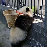 진짜진짜 귀여운 아기 판다 시절 디안디안🐼 이미지